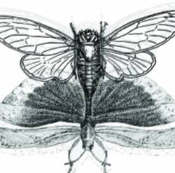 Muting Silence : Locust Revolution